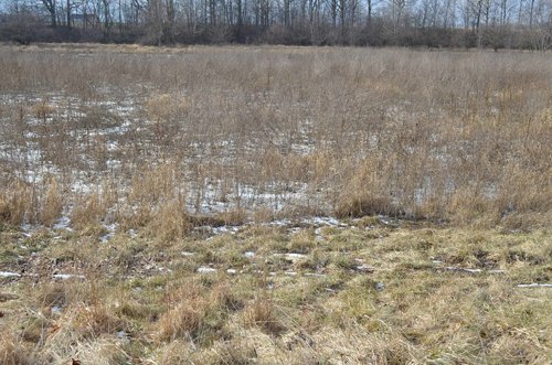 Property photo 1 - East Allen County Land Auction - 40 Acres in 2 Tracts